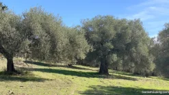Terreno con olivi e pozzo a Dolianova, Sardegna