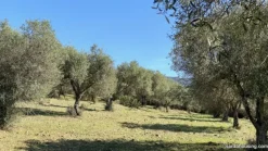 Terreno con olivi e pozzo a Dolianova, Sardegna
