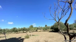 Terreno con olivi e pozzo a Dolianova, Sardegna