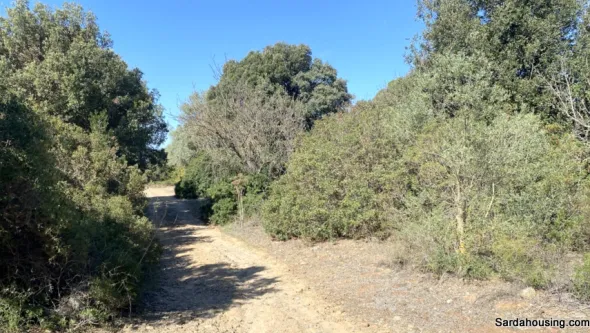 Terreno con olivi e pozzo a Dolianova, Sardegna