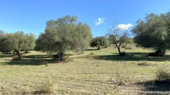 Terreno con olivi e pozzo a Dolianova, Sardegna