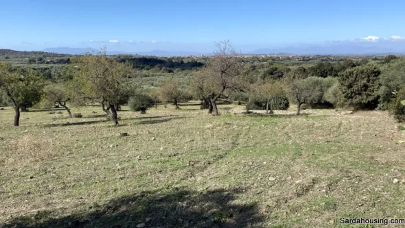 Terreno con olivi e pozzo a Dolianova, Sardegna