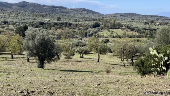 Terreno con olivi e pozzo a Dolianova, Sardegna